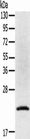 Anti-Human/Mouse/Rat TP53I11 Antibody