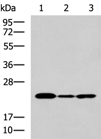 Anti-Human IL19 Antibody - ABMIUM