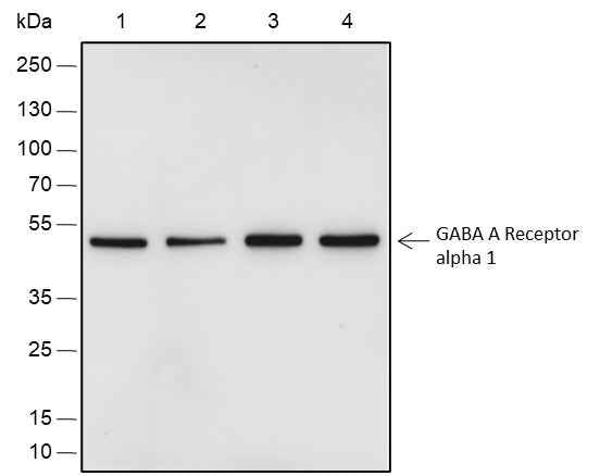 Anti-Human/Rat/Mouse GABA A Receptor alpha 1 Antibody [A523]