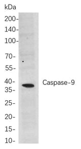 Anti-Human/Mouse Caspase-9 Antibody [B795]