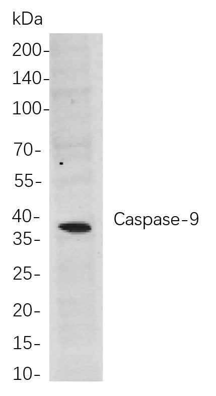 Anti-Human/Mouse Caspase-9 Antibody [B795] - ABMIUM