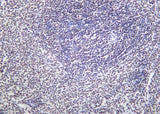 Anti-Human/Mouse/Rat Rpb1 Antibody [B1166]