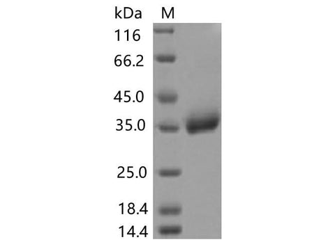 > 85 % as determined by reducing SDS-PAGE.