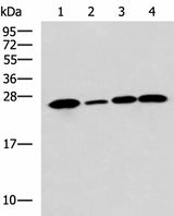 Western blot analysis of Human cerebrum tissue A172 cell Mouse brain tissue Rat brain tissue lysates using UCHL1 Polyclonal Antibody at dilution of 1:900