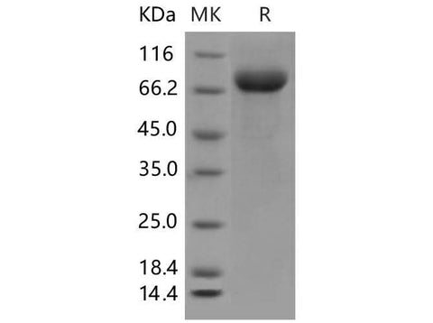 > 95 % as determined by reducing SDS-PAGE.