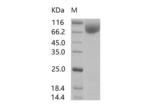 > 95 % as determined by reducing SDS-PAGE.