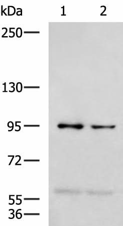 Western blot analysis of 293T and Jurkat cell lysates using NVL Polyclonal Antibody at dilution of 1:1000