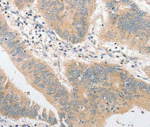 Anti-Human CD284 Antibody