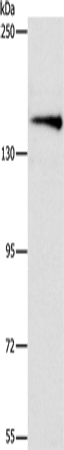 Anti-Human/Mouse/Rat ARHGEF11 Antibody - ABMIUM