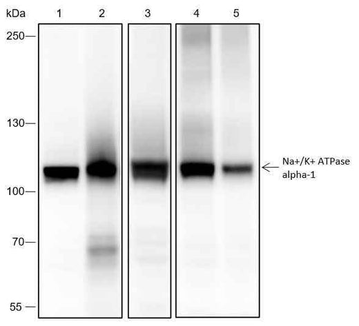 Anti-Human/Rat/Mouse Na+/K+ ATPase alpha-1 Antibody [A420] - ABMIUM