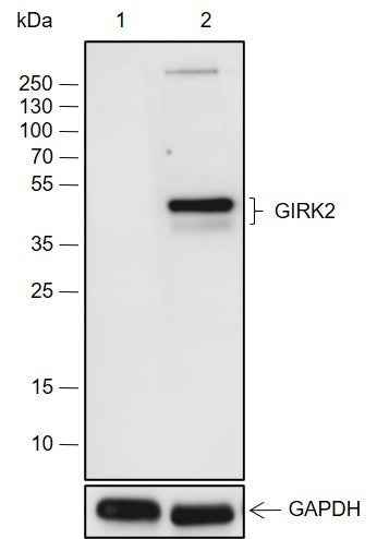 Anti-Mouse GIRK2 Antibody [A688]