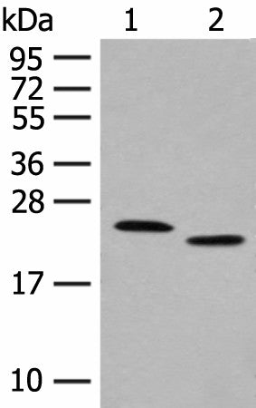 Anti-Human/Mouse/Rat FAM213A Antibody - ABMIUM