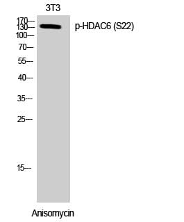 Western Blot analysis of 3T3 cells with Phospho-HDAC6 (Ser22) Polyclonal Antibody at dilution of 1:500