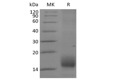 > 90 % as determined by reducing SDS-PAGE.