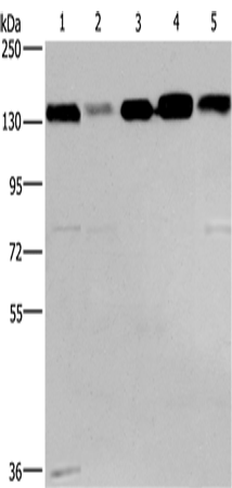 Anti-Human CEP97 Antibody - ABMIUM
