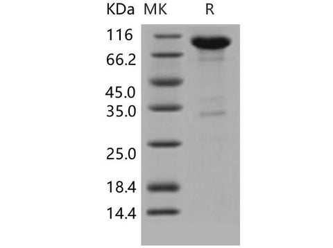 > 90 % as determined by reducing SDS-PAGE.