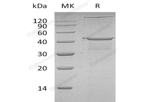> 90 % as determined by reducing SDS-PAGE.