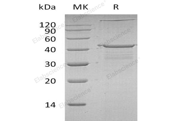 > 90 % as determined by reducing SDS-PAGE.