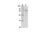 SDS-PAGE analysis of Human DLL4 proteins, 2 μg/lane of Recombinant Human DLL4 proteins was resolved with SDS-PAGE under reducing conditions, showing bands at 60-65 kDa.