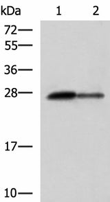 Western blot analysis of Rat pancreas tissue and Mouse pancreas tissue lysates using CTRB1 Polyclonal Antibody at dilution of 1:1000