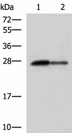 Western blot analysis of Rat pancreas tissue and Mouse pancreas tissue lysates using CTRB1 Polyclonal Antibody at dilution of 1:1000
