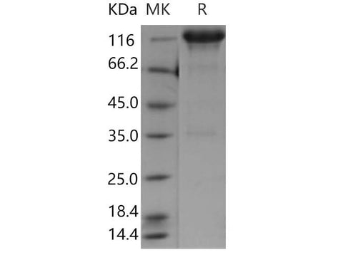 > 90 % as determined by reducing SDS-PAGE.