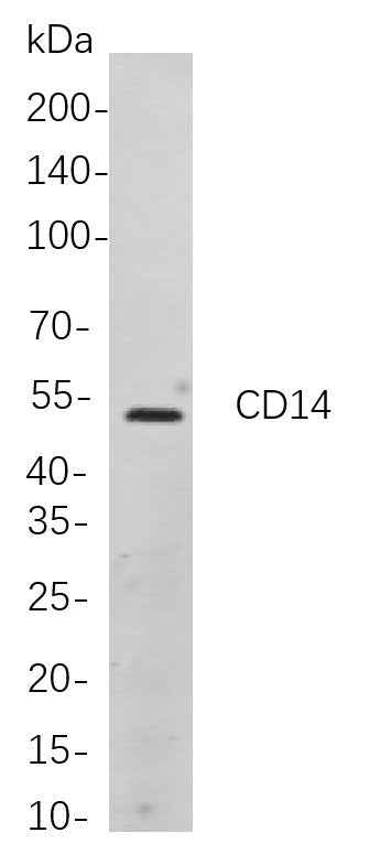 Anti-Human/Mouse/Rat CD14 Antibody [B885] - ABMIUM