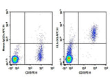 Anti-Human HLA-DQ Antibody [1A3] - ABMIUM