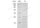 > 90 % as determined by reducing SDS-PAGE.
