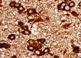 Anti-Mouse LRPAP1 Antibody [B433]