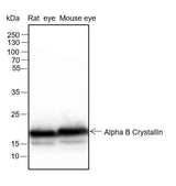Anti-Human/Rat/Mouse Alpha B Crystallin Antibody [A129]