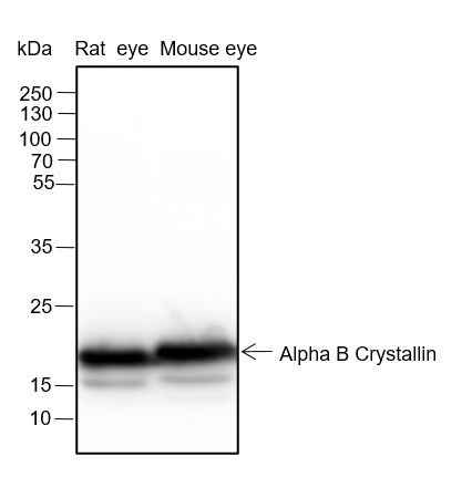 Anti-Human/Rat/Mouse Alpha B Crystallin Antibody [A129]