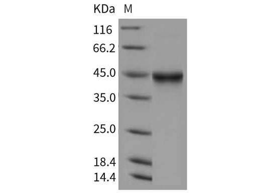 > 95 % as determined by reducing SDS-PAGE.