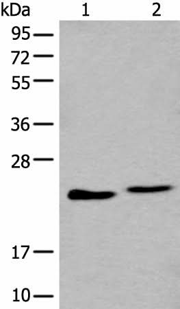 Western blot analysis of A549 and K562 cell lysate using BLVRB Polyclonal Antibody at dilution of 1:600