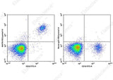 Anti-Human BAFFR Antibody [6G10] - ABMIUM