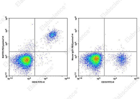 Anti-Human BAFFR Antibody [6G10] - ABMIUM