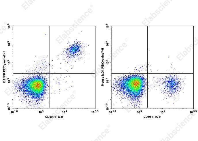 Anti-Human BAFFR Antibody [6G10] - ABMIUM