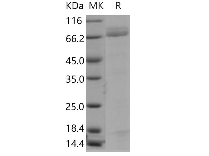 > 80 % as determined by reducing SDS-PAGE.