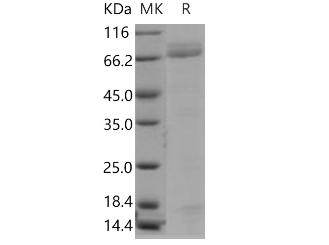> 80 % as determined by reducing SDS-PAGE.