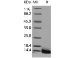 > 99 % as determined by reducing SDS-PAGE.