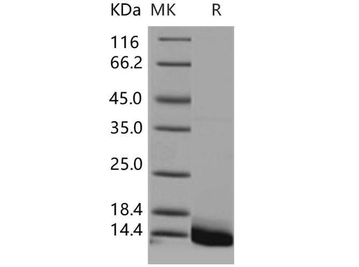 > 99 % as determined by reducing SDS-PAGE.