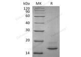 > 90 % as determined by reducing SDS-PAGE.