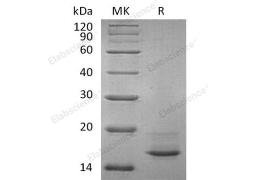 > 90 % as determined by reducing SDS-PAGE.