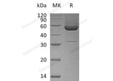 > 90 % as determined by reducing SDS-PAGE.