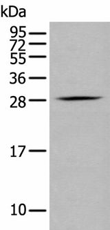 Western blot analysis of RAW264.7 cell using GZMM Polyclonal Antibody at dilution of 1:400