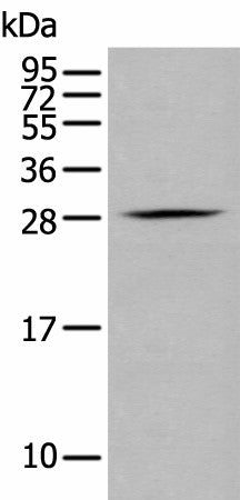 Western blot analysis of RAW264.7 cell using GZMM Polyclonal Antibody at dilution of 1:400