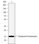 Anti-Human Prealbumin/Transthyretin Antibody [A768]