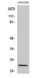 Western Blot analysis of COLO205 cells with NDUFB10 Polyclonal Antibody.