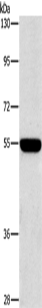 Anti-Human SIGLEC7 Antibody - ABMIUM