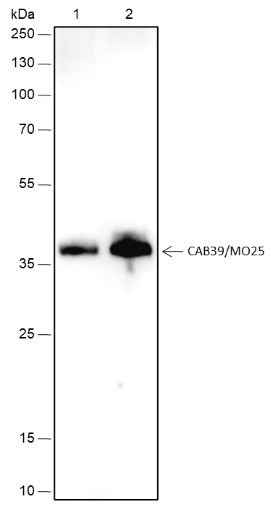 Anti-Human CAB39/MO25 Antibody [A451] - ABMIUM